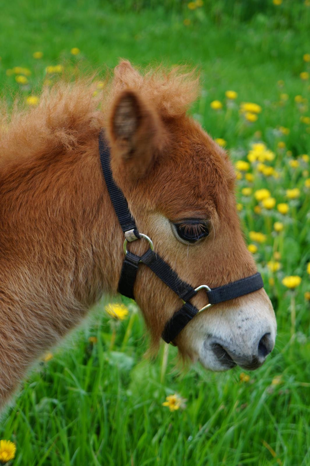 Shetlænder Tinke billede 5