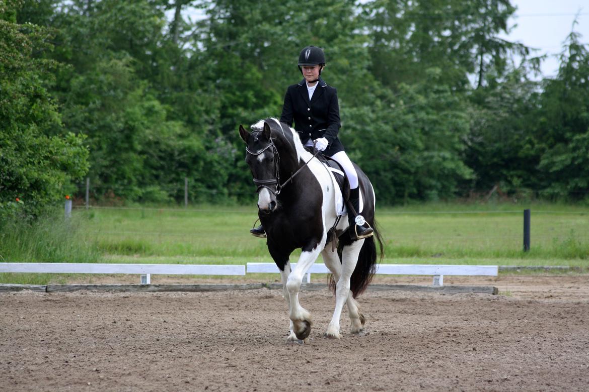 Tobiano Friesian Skovbjerggaard's Ginger billede 14