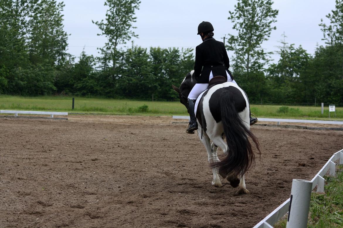 Tobiano Friesian Skovbjerggaard's Ginger billede 15