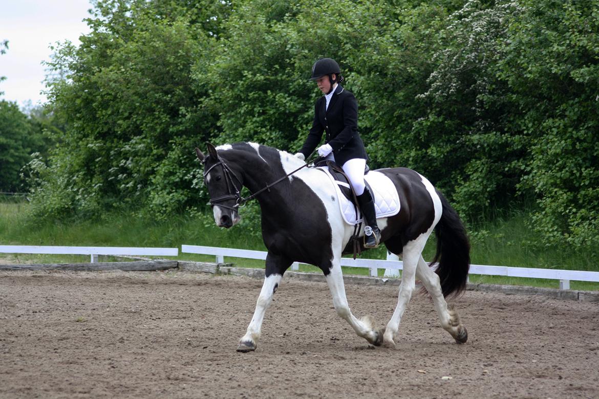 Tobiano Friesian Skovbjerggaard's Ginger billede 17