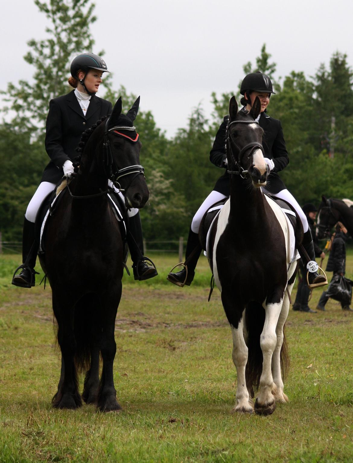 Tobiano Friesian Skovbjerggaard's Ginger billede 19