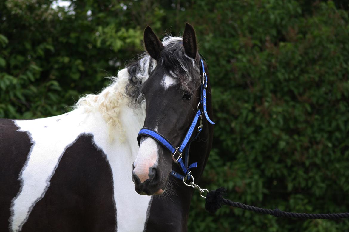 Tobiano Friesian Skovbjerggaard's Ginger billede 20