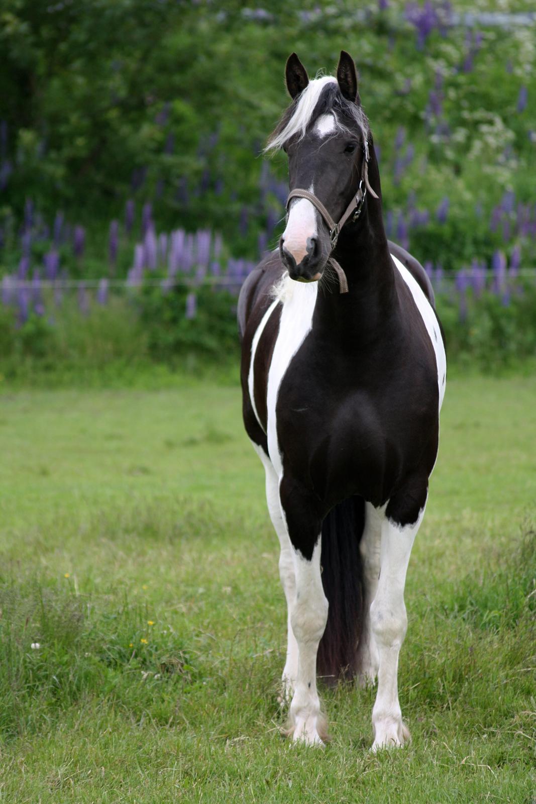 Tobiano Friesian Skovbjerggaard's Ginger billede 21