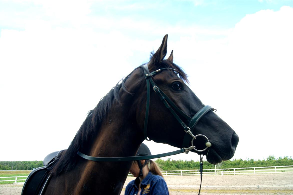 Trakehner Donauadler (Dicaprio) - 1-2 uger efter jeg fik ham. billede 1