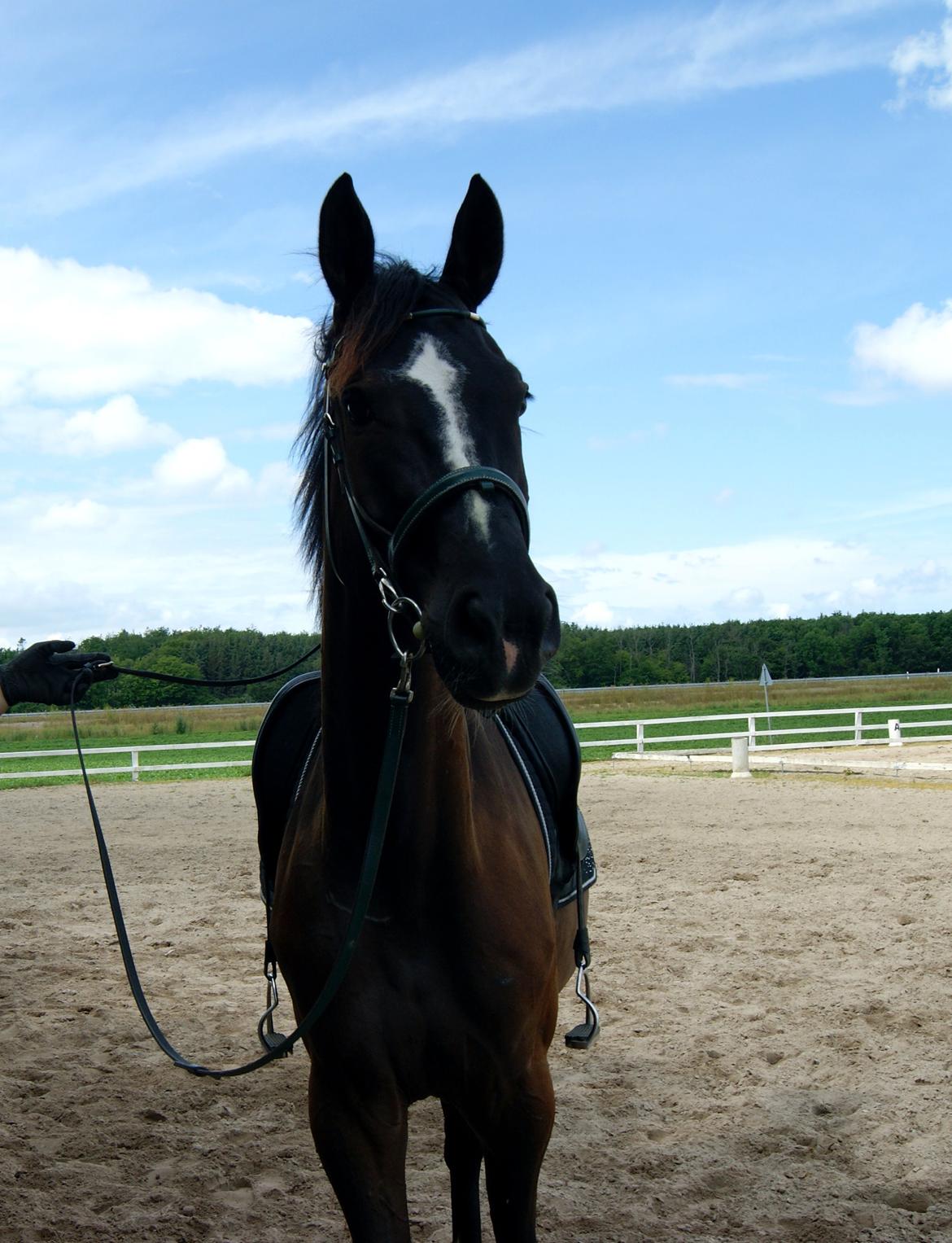 Trakehner Donauadler (Dicaprio) - 1-2 uger efter jeg fik ham. billede 2