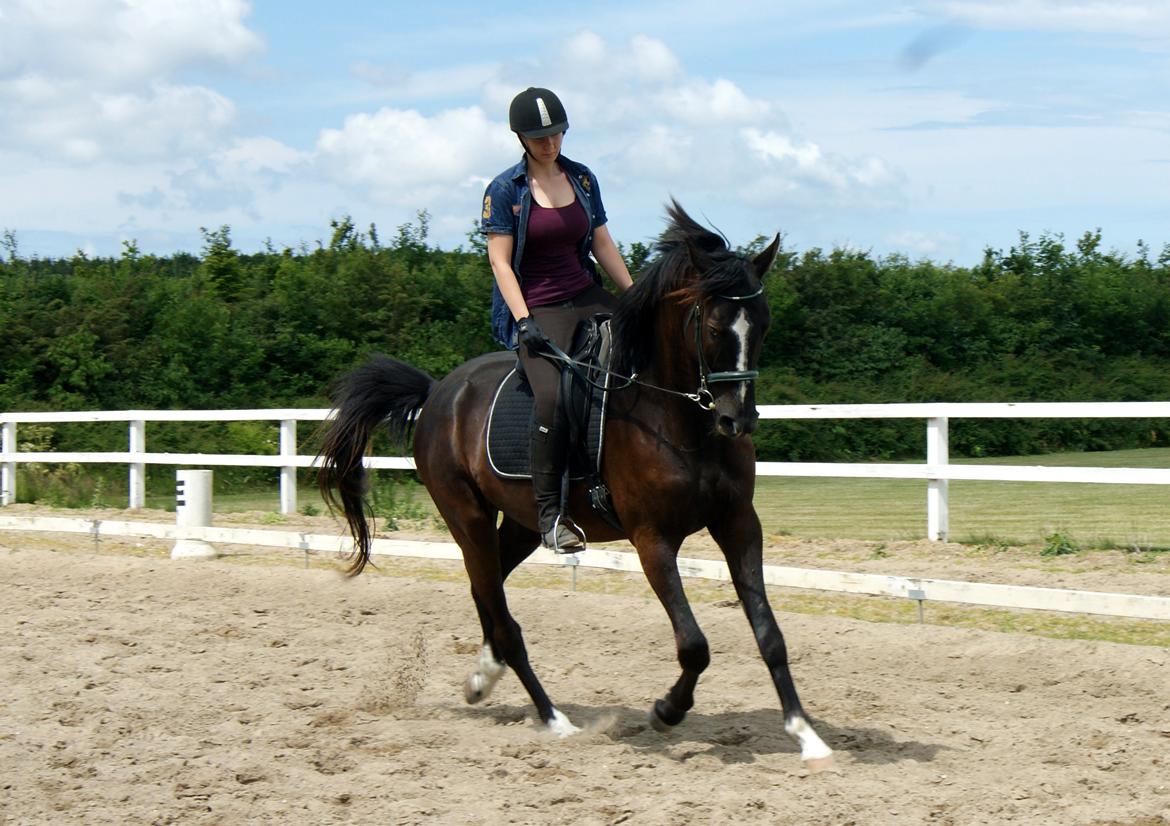 Trakehner Donauadler (Dicaprio) - Sommer 2015 billede 7