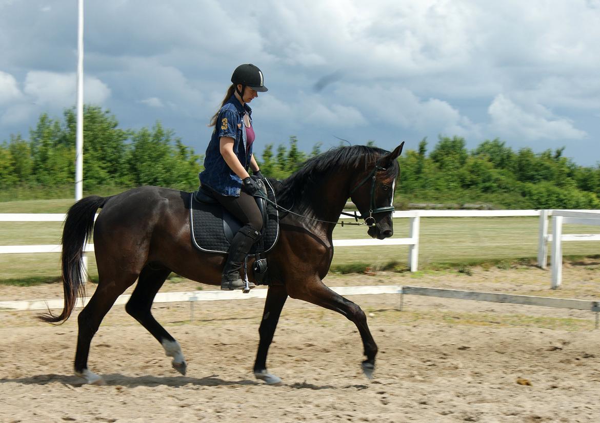Trakehner Donauadler (Dicaprio) - Sommer 2015 billede 8