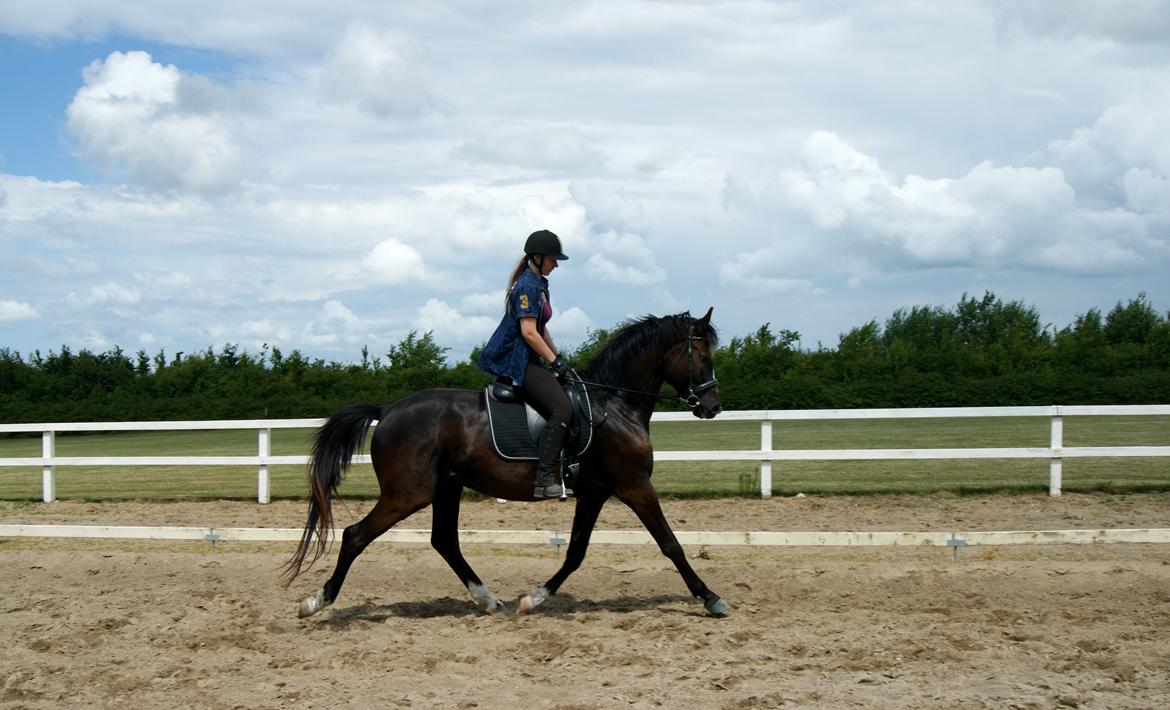 Trakehner Donauadler (Dicaprio) - Sommer 2015 billede 9