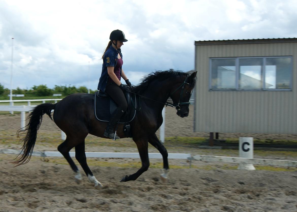 Trakehner Donauadler (Dicaprio) - Sommer 2015 billede 10