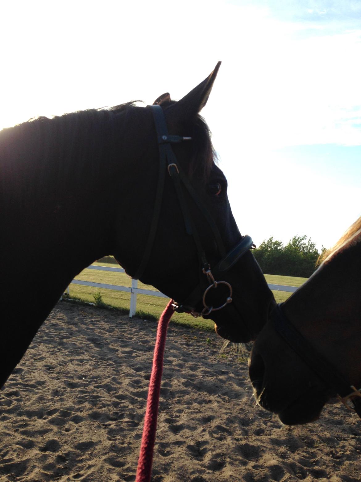 Trakehner Donauadler (Dicaprio) - 1-2 uger efter jeg fik ham. billede 5