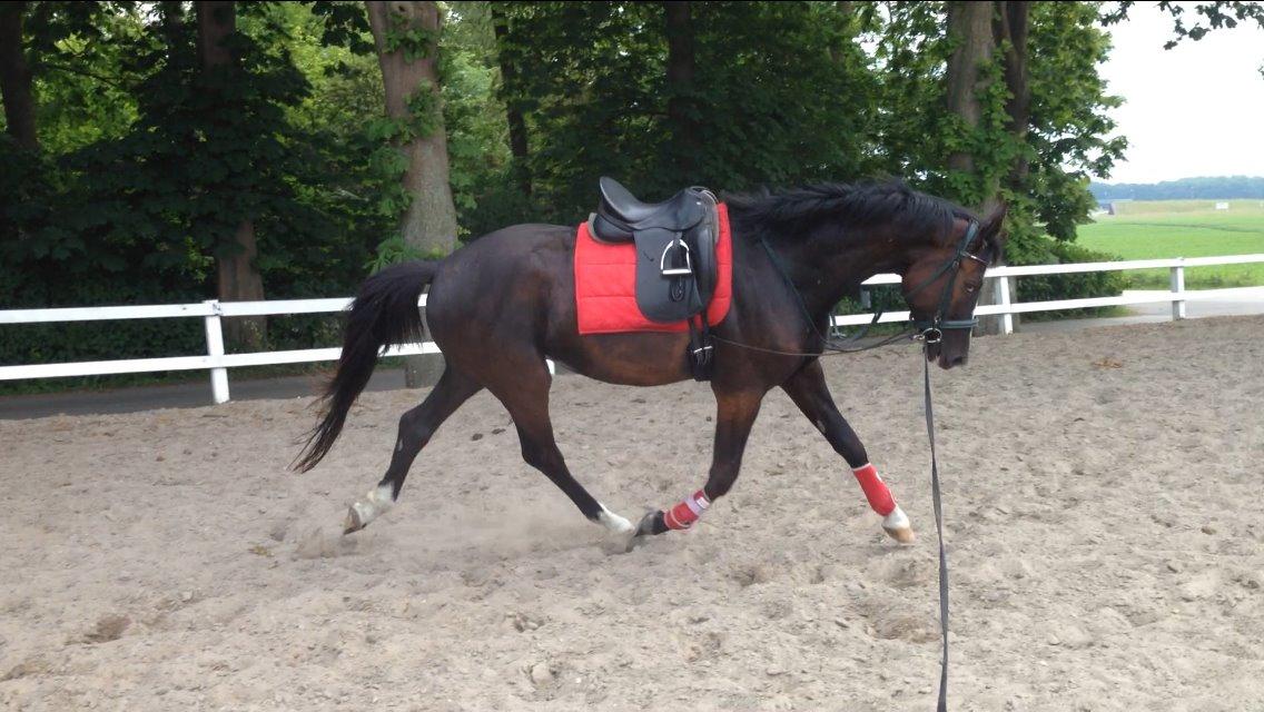 Trakehner Donauadler (Dicaprio) - 1-2 uger efter jeg fik ham. billede 3