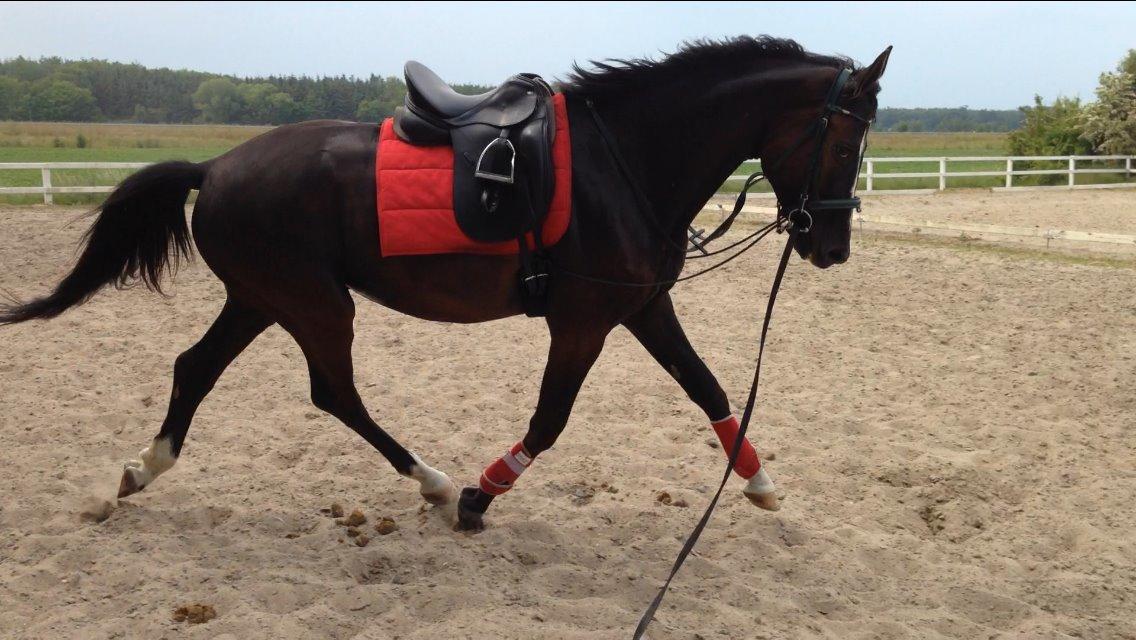 Trakehner Donauadler (Dicaprio) - 1-2 uger efter jeg fik ham. billede 4