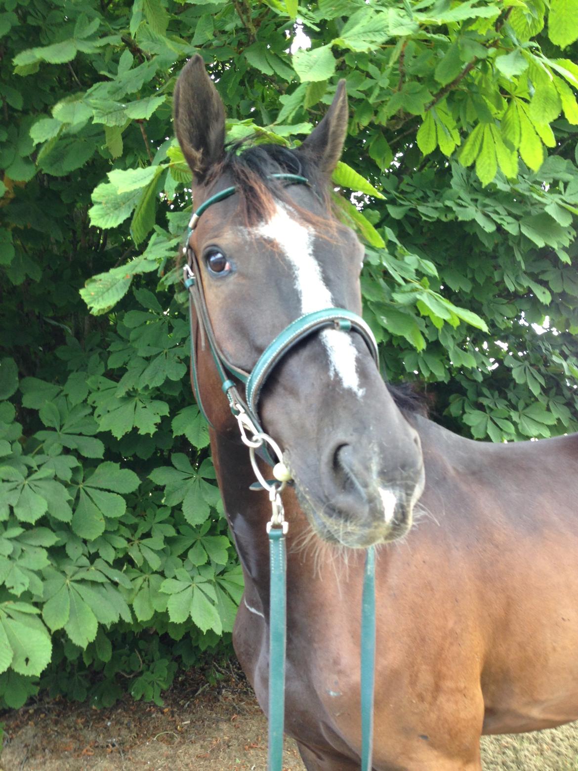 Trakehner Donauadler (Dicaprio) - Sommer 2015 billede 11