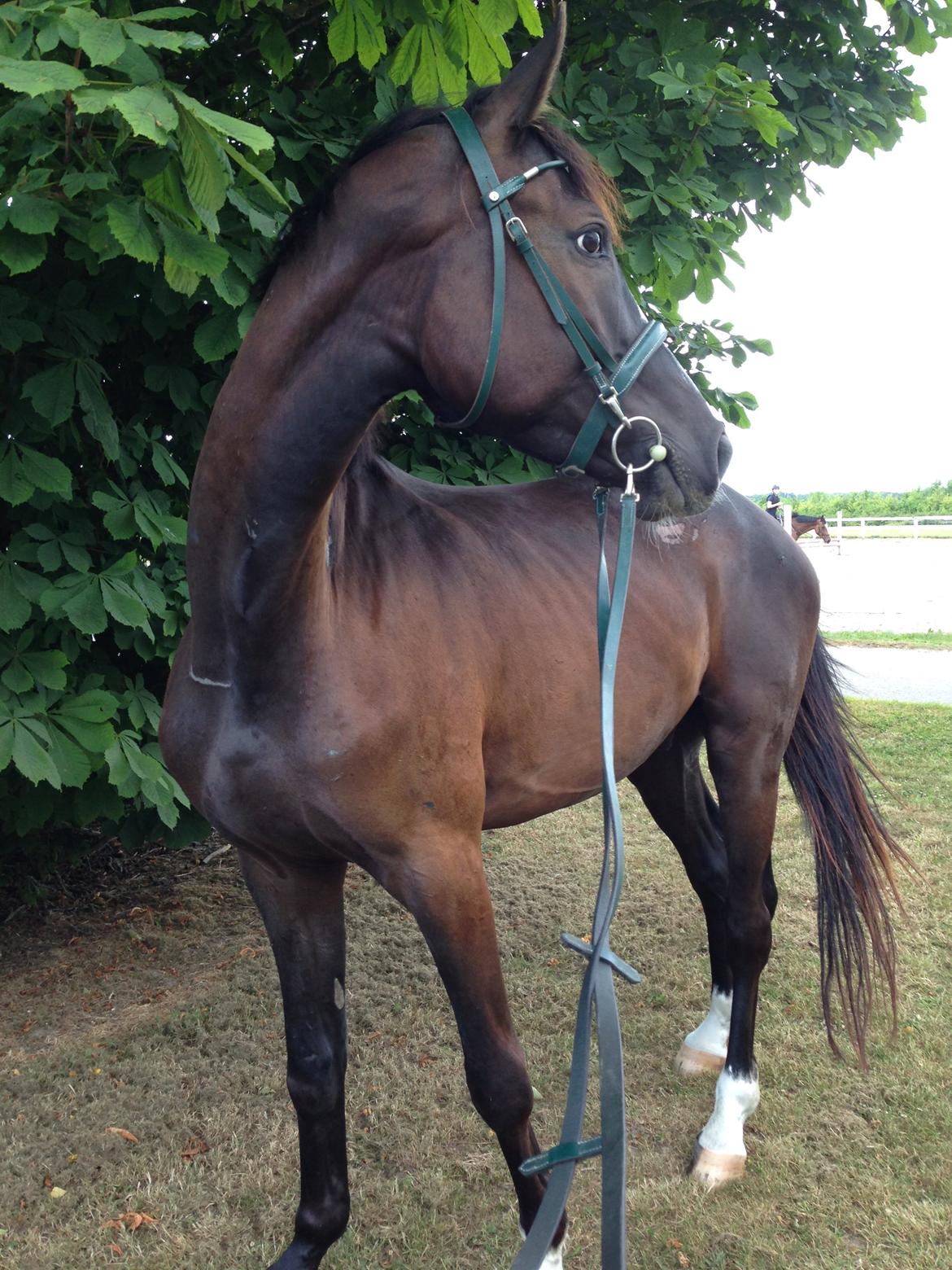 Trakehner Donauadler (Dicaprio) - Sommer 2015 billede 14