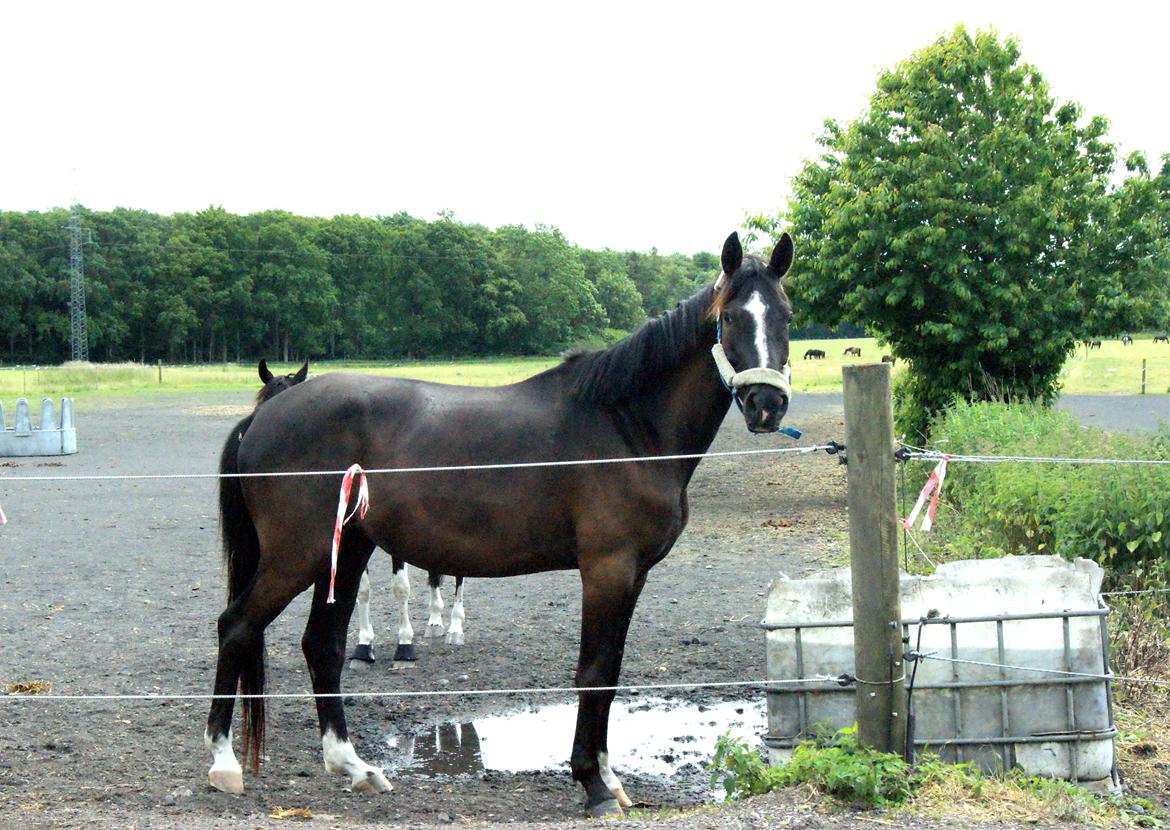 Trakehner Donauadler (Dicaprio) - Sommer 2015 billede 6