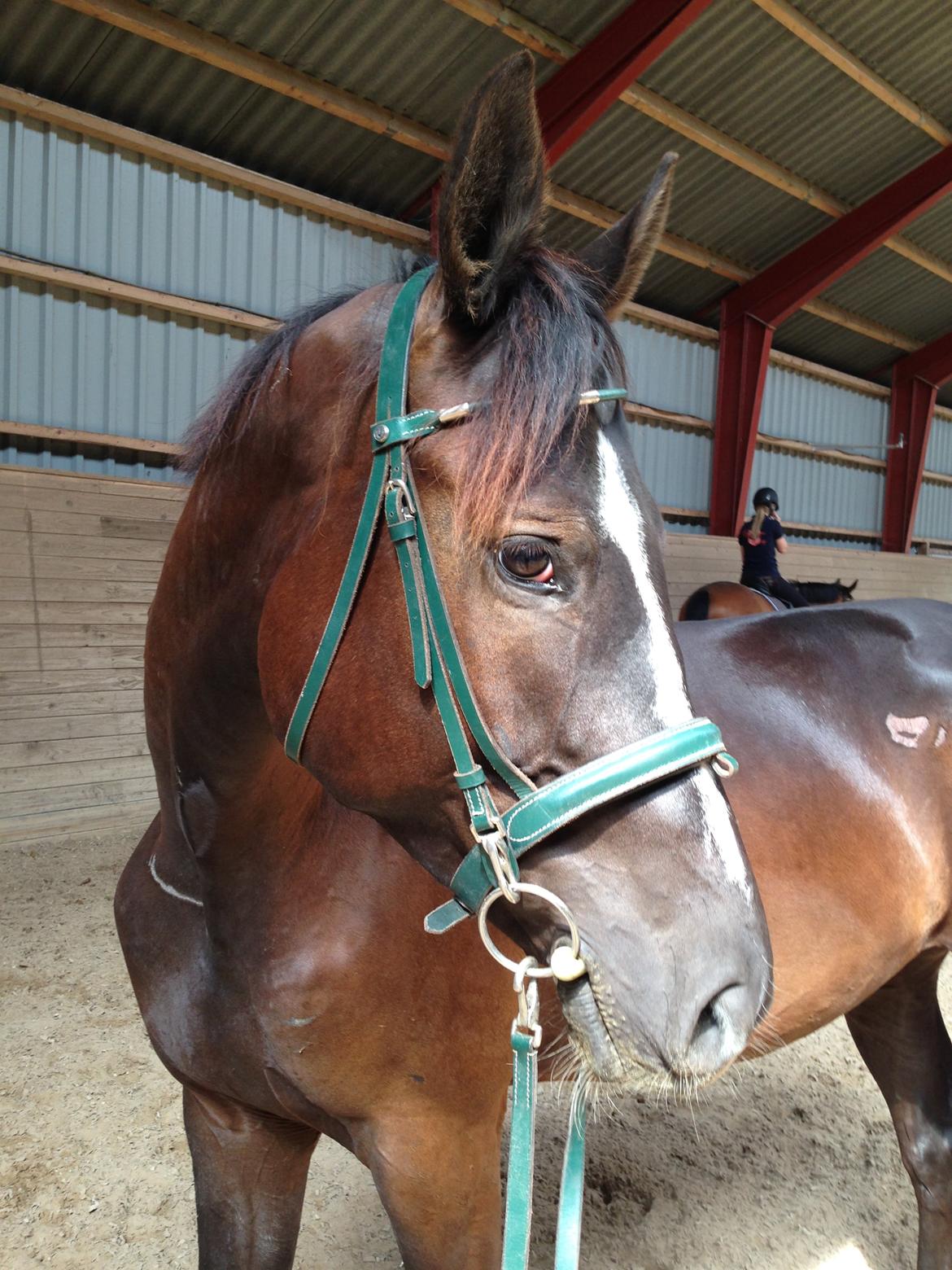 Trakehner Donauadler (Dicaprio) - Sommer 2015 billede 16