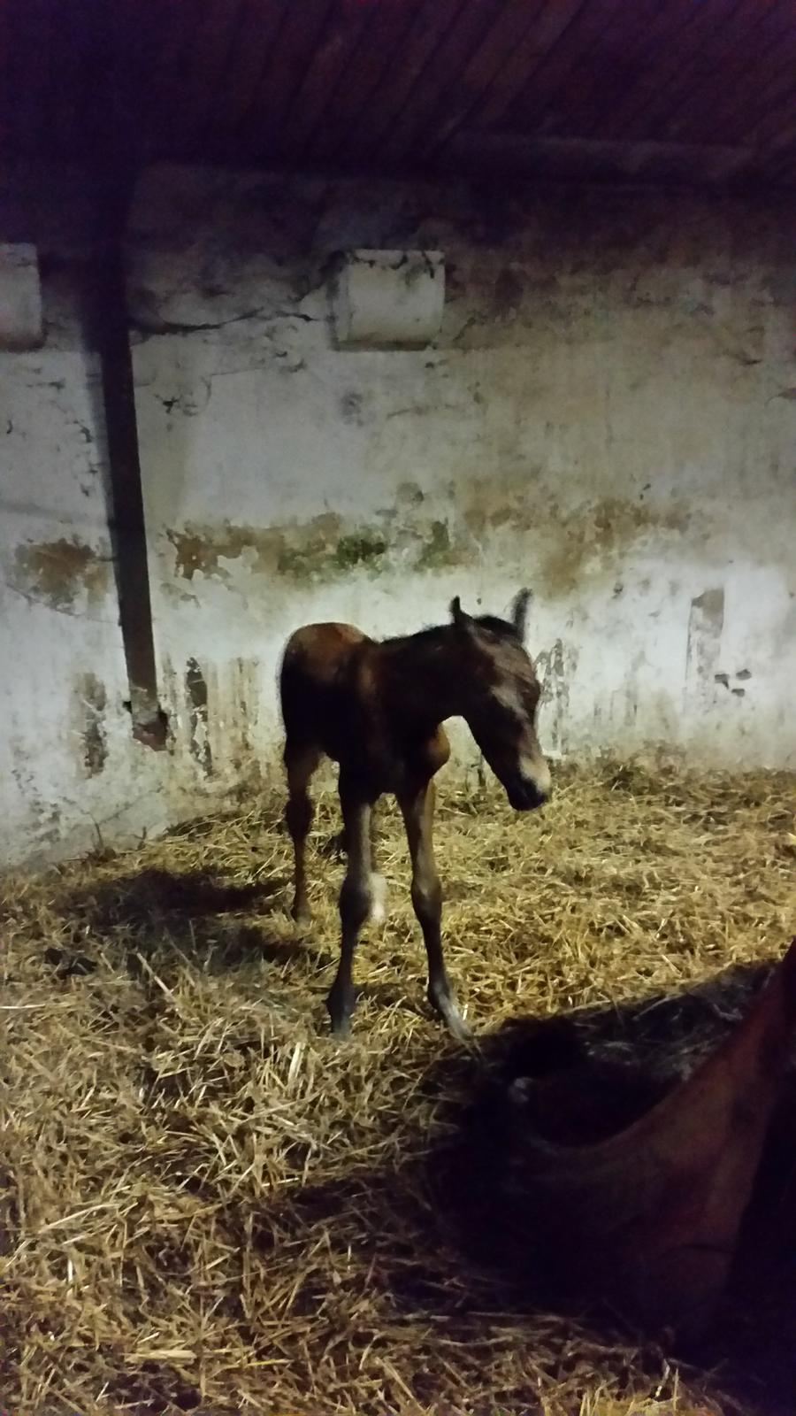 DSP Bjerring's Isis billede 9