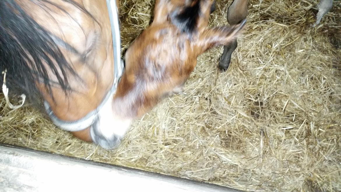 DSP Bjerring's Isis - jeg VED der er mælk her !!! billede 10