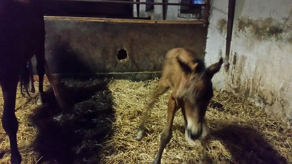 DSP Bjerring's Isis billede 12