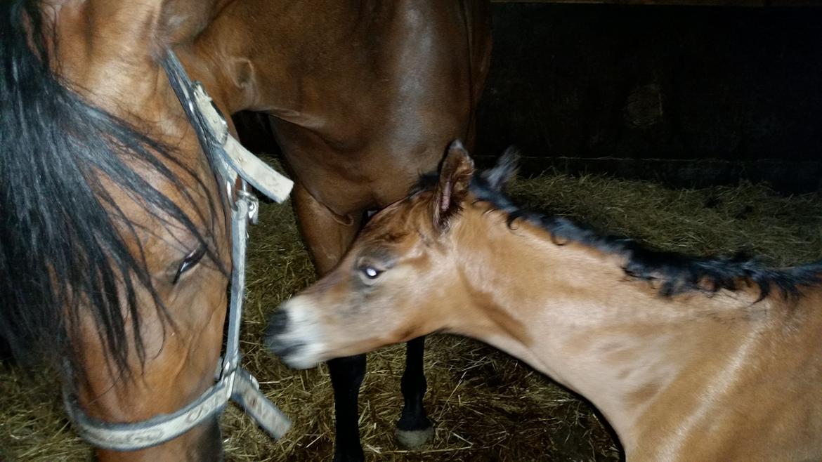 DSP Bjerring's Isis billede 13