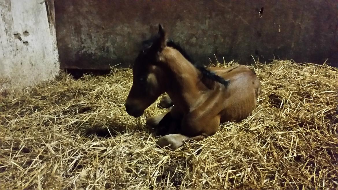 DSP Bjerring's Isis - kun få timer gammel billede 8