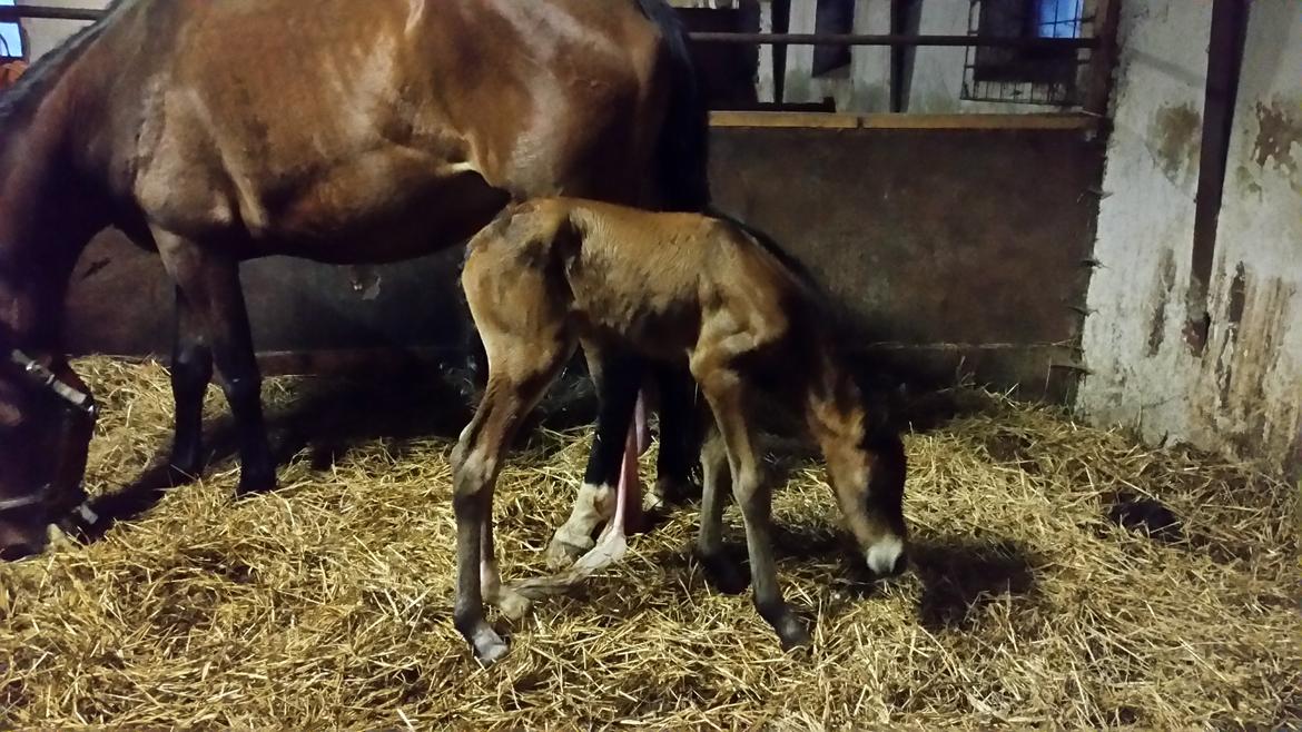 DSP Bjerring's Isis billede 11