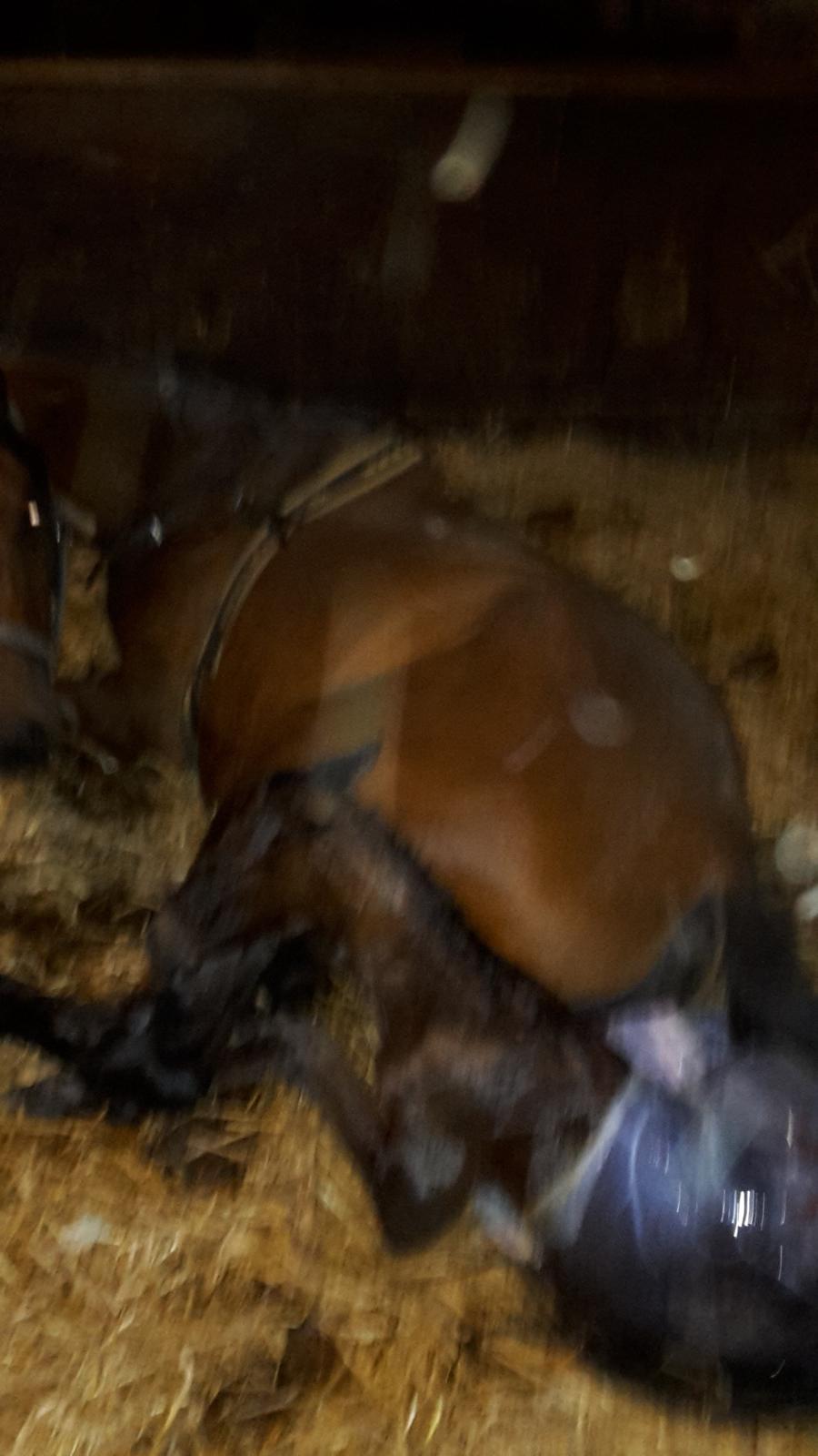 DSP Bjerring's Isis billede 14