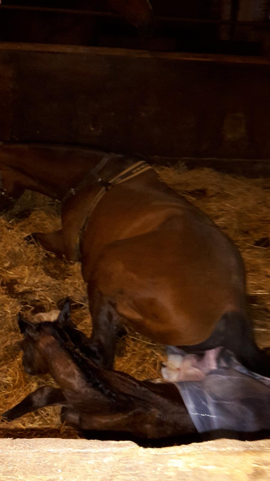 DSP Bjerring's Isis billede 15