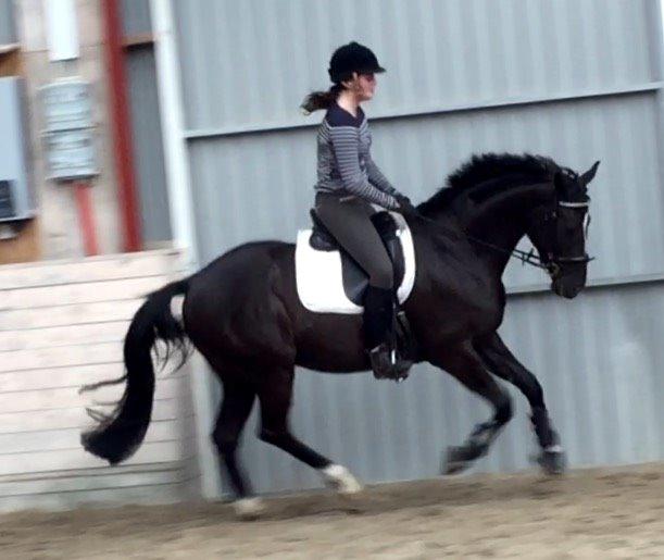 Dansk Varmblod Narcho billede 6