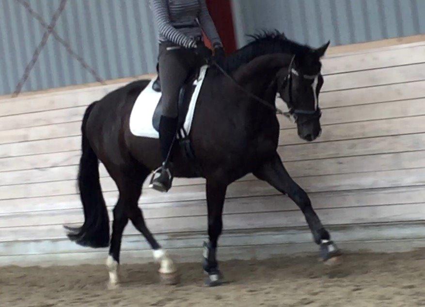 Dansk Varmblod Narcho billede 7