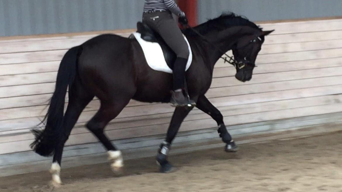 Dansk Varmblod Narcho billede 8