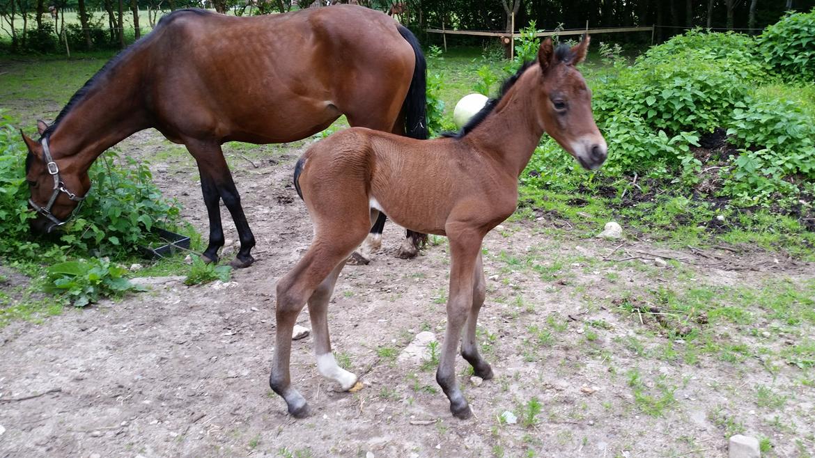 DSP Bjerring's Isis - en dag gammel billede 7