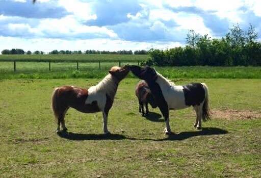 Shetlænder Duchess (Dolly) - Mor og datter mysser :) billede 12