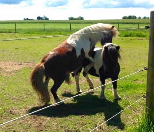 Shetlænder Duchess (Dolly) - Leg på folden ;) Mor fanny på datter ;) billede 13