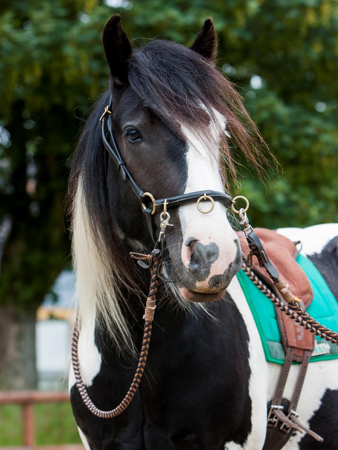 Irish Cob Gordon Blue billede 19