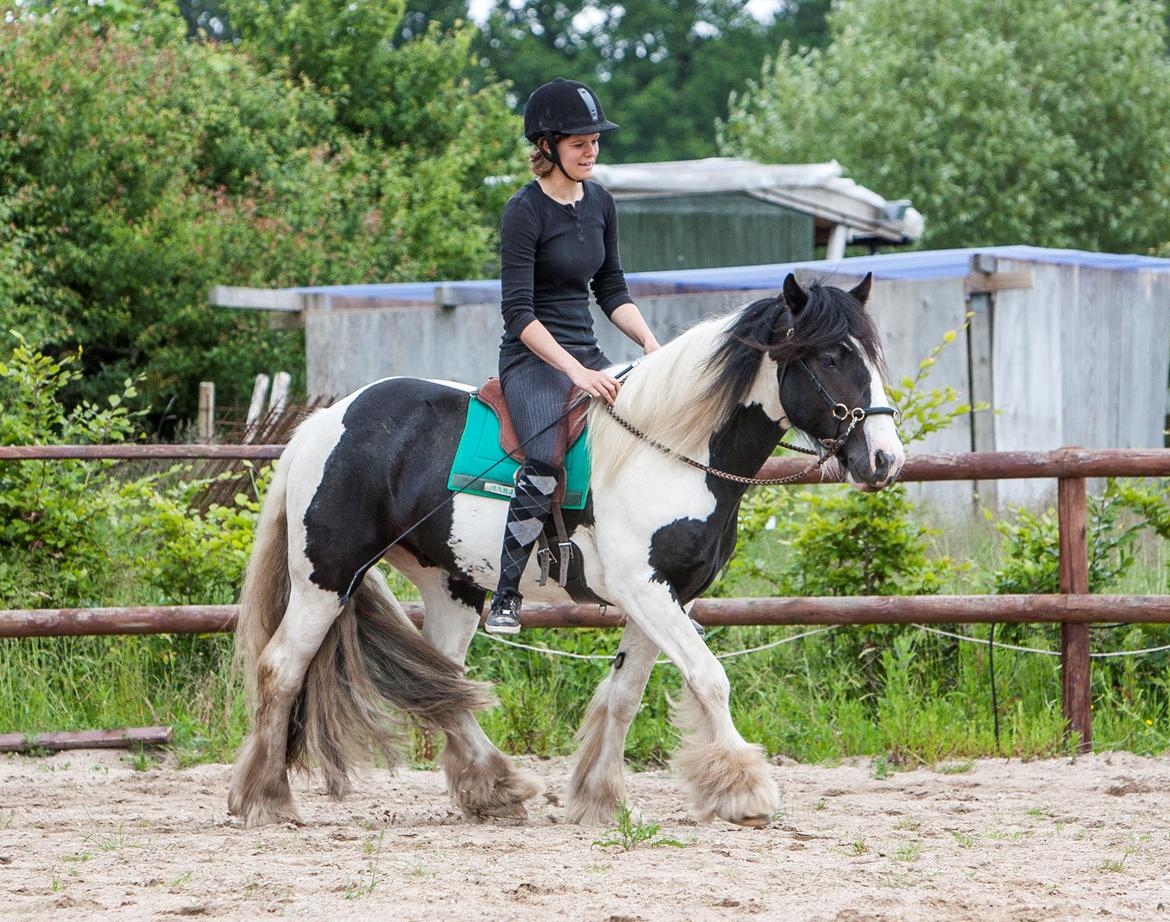 Irish Cob Gordon Blue billede 17