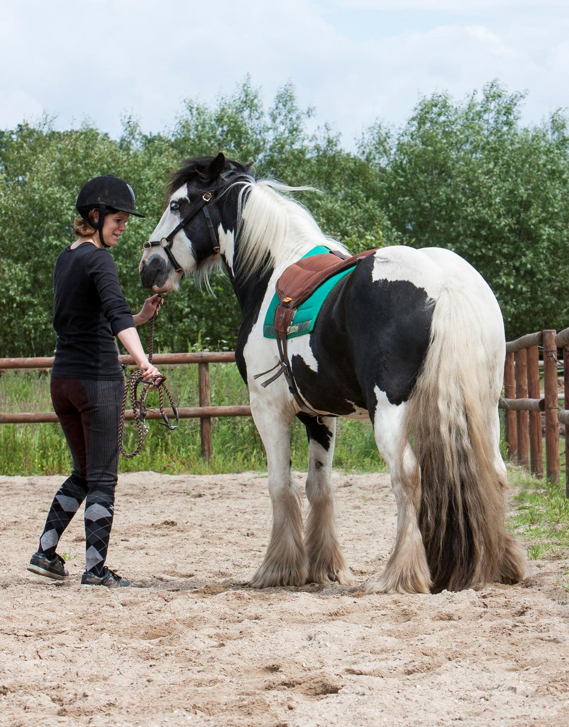 Irish Cob Gordon Blue billede 16