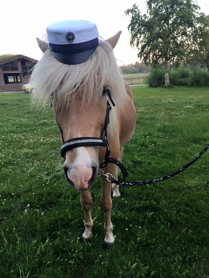 Islænder Ganti fra Kjeldsig <3 billede 7