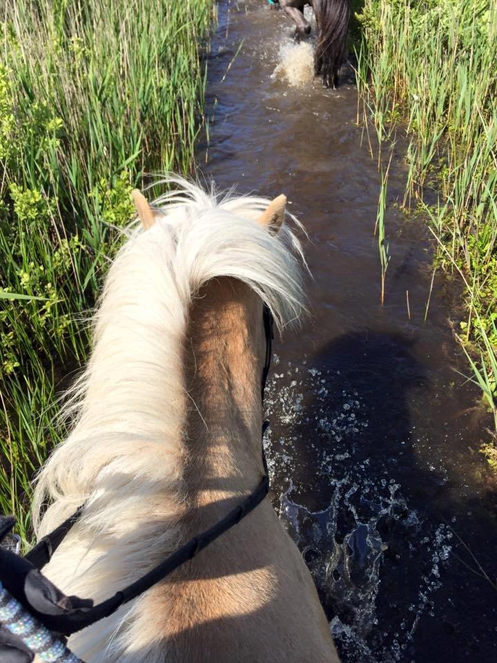 Islænder Ganti fra Kjeldsig <3 billede 12