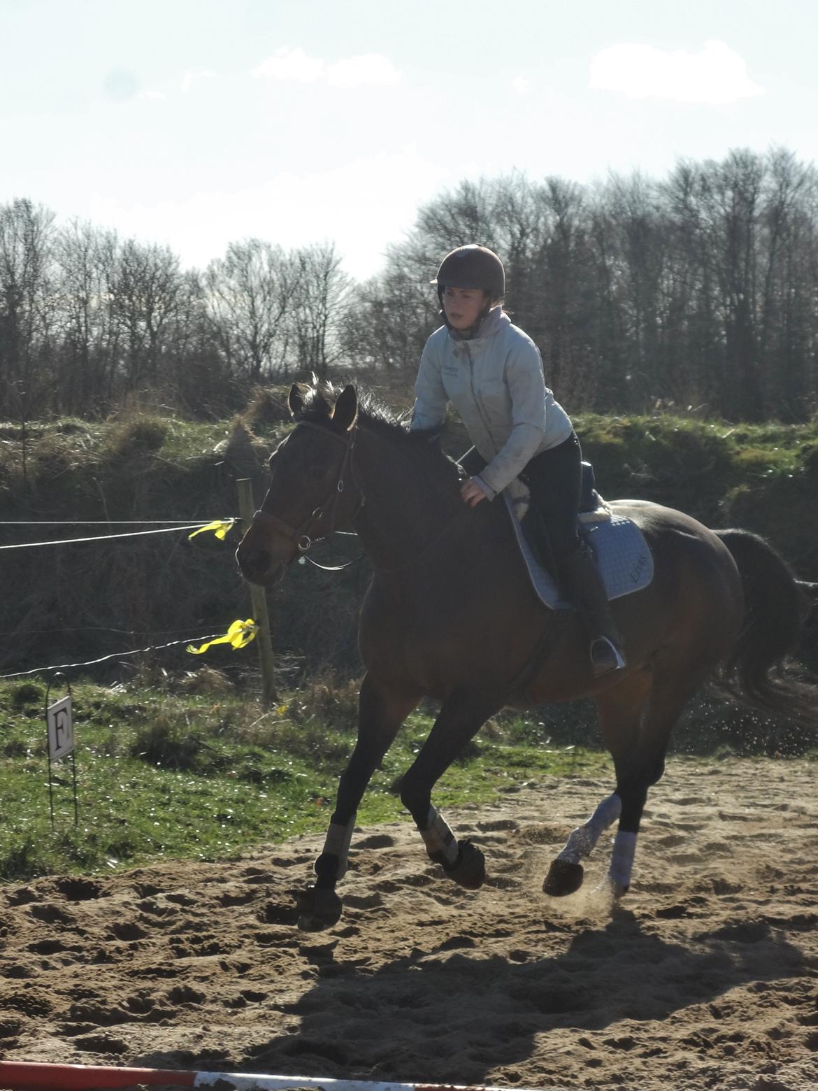 Hannoveraner Flower Girl billede 2