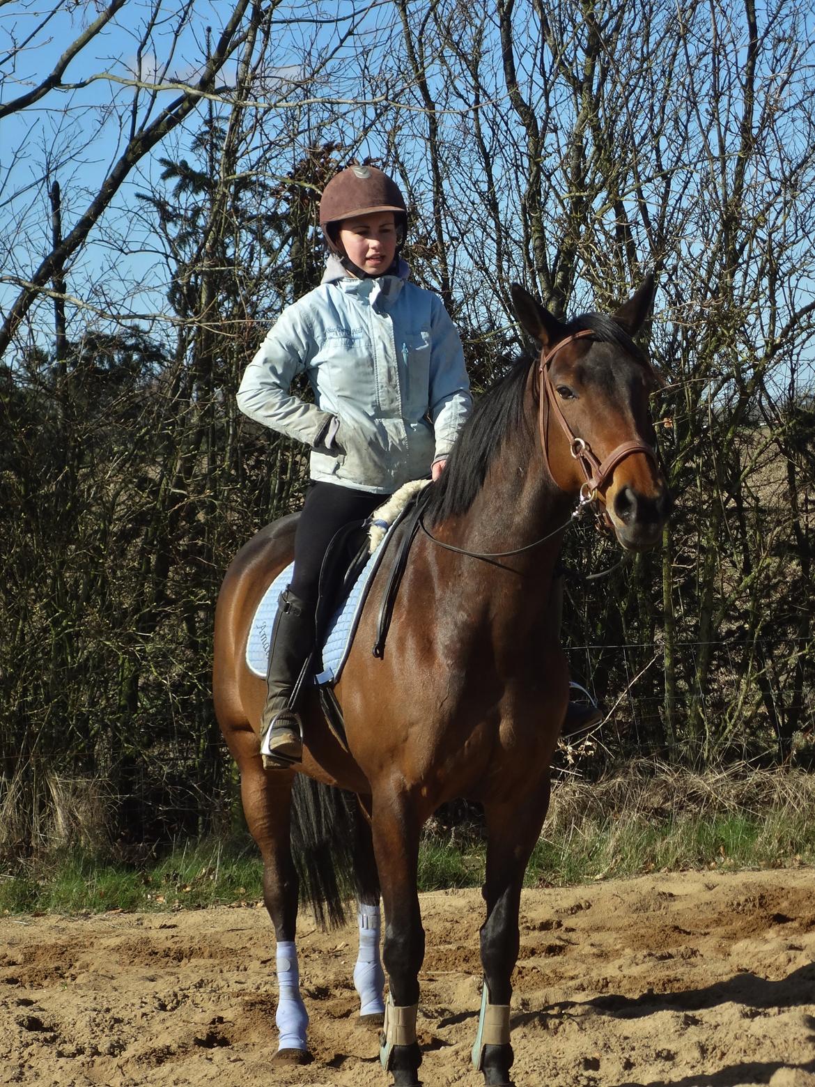 Hannoveraner Flower Girl billede 1