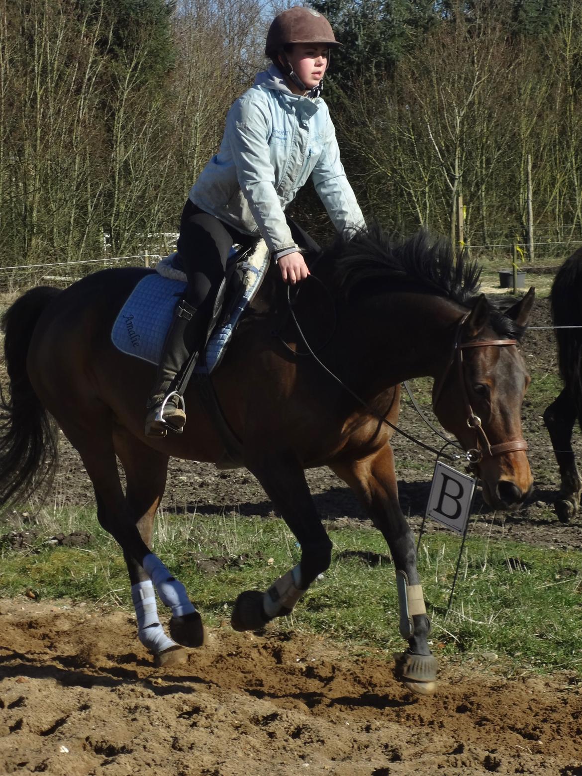 Hannoveraner Flower Girl billede 3