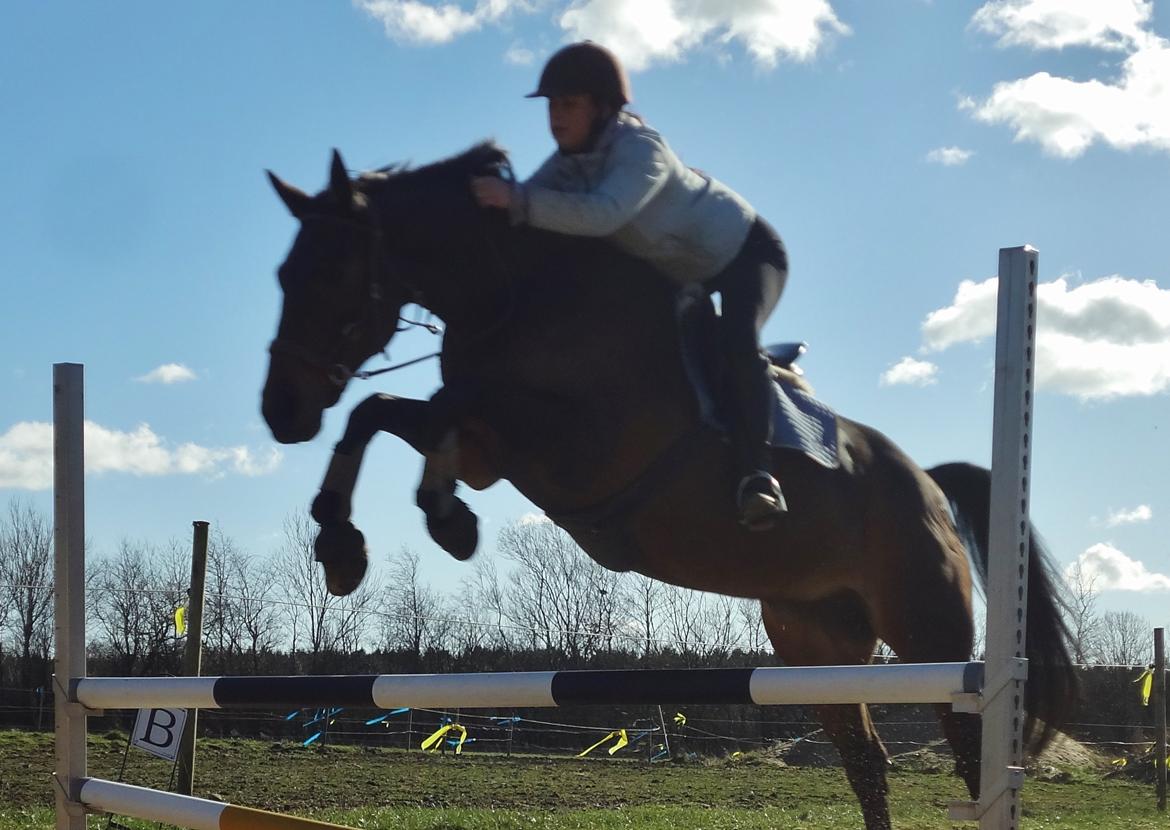 Hannoveraner Flower Girl billede 4