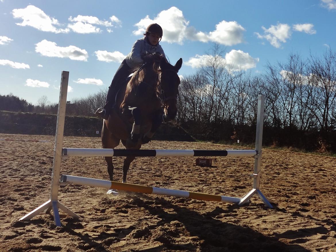 Hannoveraner Flower Girl billede 5