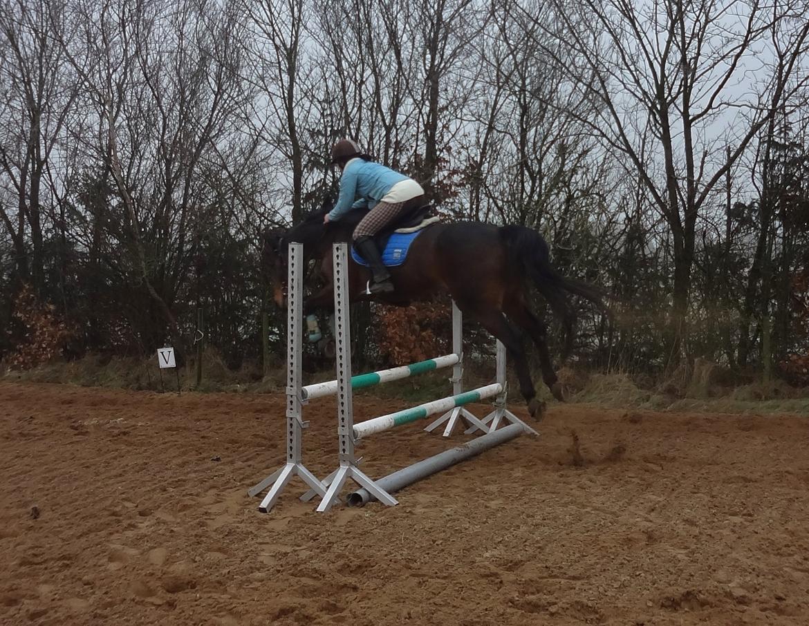 Hannoveraner Flower Girl billede 7