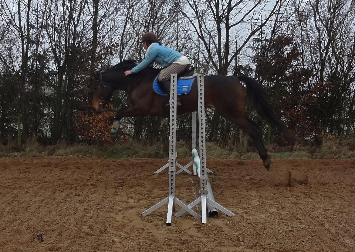 Hannoveraner Flower Girl billede 12