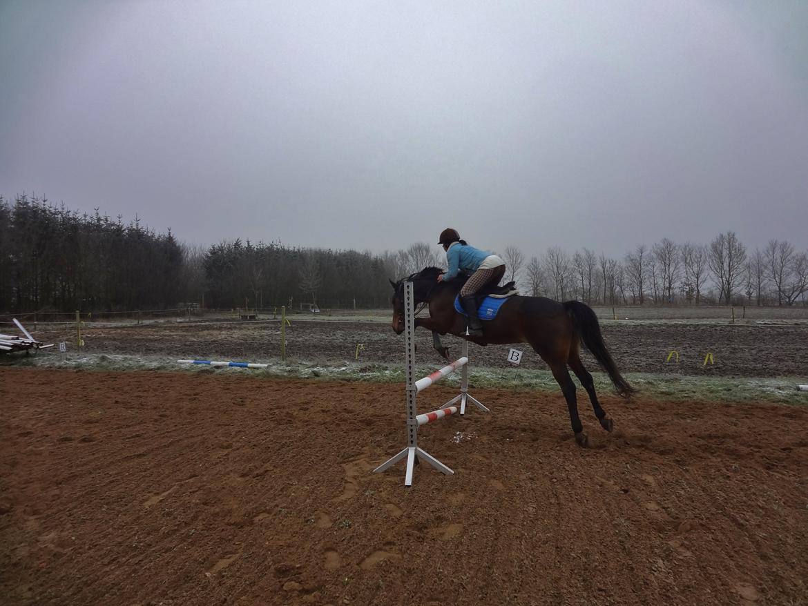 Hannoveraner Flower Girl billede 9