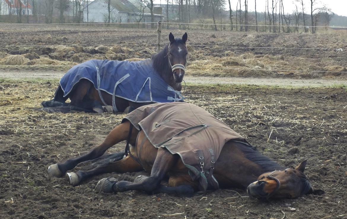 Hannoveraner Flower Girl billede 15