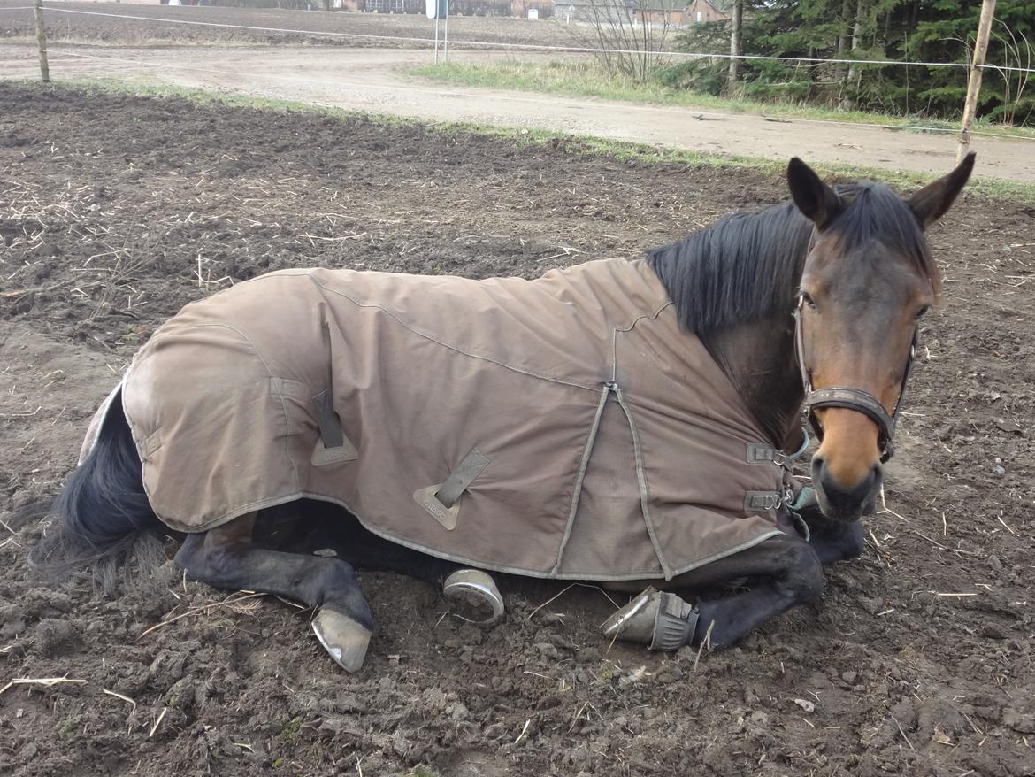 Hannoveraner Flower Girl billede 18