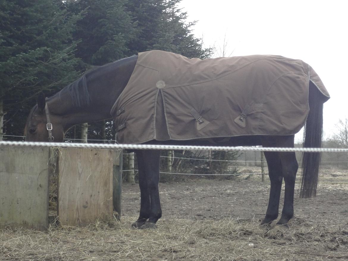 Hannoveraner Flower Girl billede 19